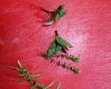 牡蠣のカリカリ香草焼き作り方2写真