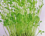 和えるだけ!豆苗とちくわのマヨポン酢作り方2写真