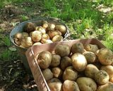 じゃがいも大量消費！粗挽肉の男爵コロッケ作り方2写真