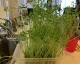 簡単 豆苗のガーリック炒め 台所菜園も可作り方11写真