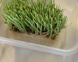 簡単 豆苗のガーリック炒め 台所菜園も可作り方12写真