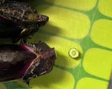 茄子の青い漬け物作り方8写真