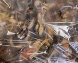 簡単!豪華!アクアパッツァ♪味付けは塩♡作り方1写真