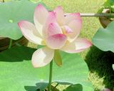 ♢♧ズッキーニ保存法♧♢作り方5写真