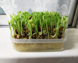 もやしと豆苗とウィンナー炒め作り方3写真