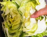 《レタスの洗い方 及び 保存方法》作り方7写真