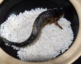 かまどさんｄｅ鮎おこわ作り方2写真