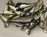 パパ豆鯵の南蛮漬け作り方1写真
