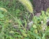 野草クッキー作り方1写真
