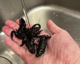 贅沢なサソリ煮込み作り方1写真