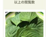 自家製エゴマで簡単サムギョプサル作り方8写真