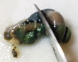 【Cに捧ぐ】漁師直伝の活サザエの食べ方。作り方7写真