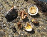 7種の貝の冷や汁作り方1写真
