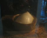 レンジでチン♪　変わり味噌もち作り方2写真