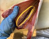 魚の捌きかた(例:イナダ)作り方4写真