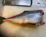 魚の捌きかた(例:イナダ)作り方6写真