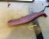魚の捌きかた(例:イナダ)作り方10写真