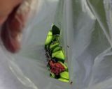 胡瓜の梅干し塩こんぶ和え作り方4写真