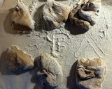 8-1 扱いやすい生地:オカズに合うパン作り方1写真