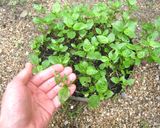 蓼藍の天ぷら作り方5写真