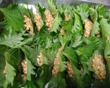 納豆嫌いもうなる！納豆の大葉包み天ぷら♪作り方2写真