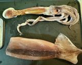 簡単シンプルにイカの丸焼き♪作り方1写真