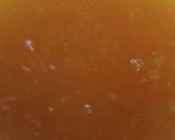 オクラと生姜の冷製うどん作り方4写真