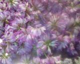 お花見今だけじゃもったいない！花の砂糖漬作り方1写真