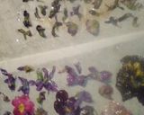 お花見今だけじゃもったいない！花の砂糖漬作り方5写真