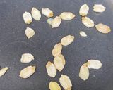 火不使用【ゴーヤ】シャキシャキ味噌漬け作り方14写真