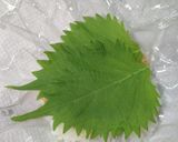 明宝ハムと山わさびでおにぎり塩分1.3g作り方4写真