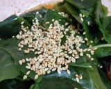 デパ地下デリ♪わかめと豆腐の韓国風サラダ作り方4写真