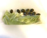 【野菜ソムリエ】京 夏ずきんの生春巻き作り方5写真
