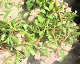 スベリヒユいり夏野菜炒め作り方3写真