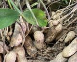 旬だ落花生を茹でて食べよう作り方1写真