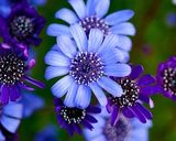 ♧ツナと油揚げの五目炊き込みごはん♧作り方10写真