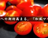 晩酌への期待高まる「ミニトマトのマリネ」作り方16写真