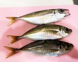 大阪港中央突堤で釣ったアジ開きの一夜干し作り方1写真