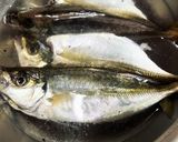 大阪港中央突堤で釣ったアジ開きの一夜干し作り方6写真