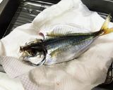 大阪港中央突堤で釣ったアジ開きの一夜干し作り方8写真