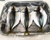大阪港中央突堤で釣ったアジ開きの一夜干し作り方11写真