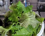 青じそジュース作り方1写真