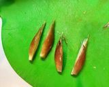 みょうがトマトベーコンの炊き込みご飯作り方6写真