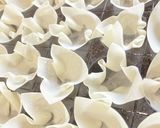 たこ焼き器で簡単シュウマイ作り方3写真