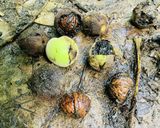 鬼ぐるみの下処理　きれいに割れる♪作り方1写真