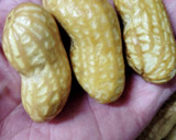 おおまさりの塩茹で（圧力鍋使用）作り方8写真