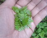 春の香り∮木の芽とｶﾘｶﾘじゃこご飯作り方1写真