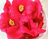 ヤブツバキのジャム作り方1写真