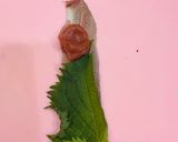 イワシと大葉と梅とチーズのクルクルフライ作り方5写真