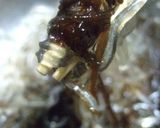 アイスプラントもずく和え作り方11写真